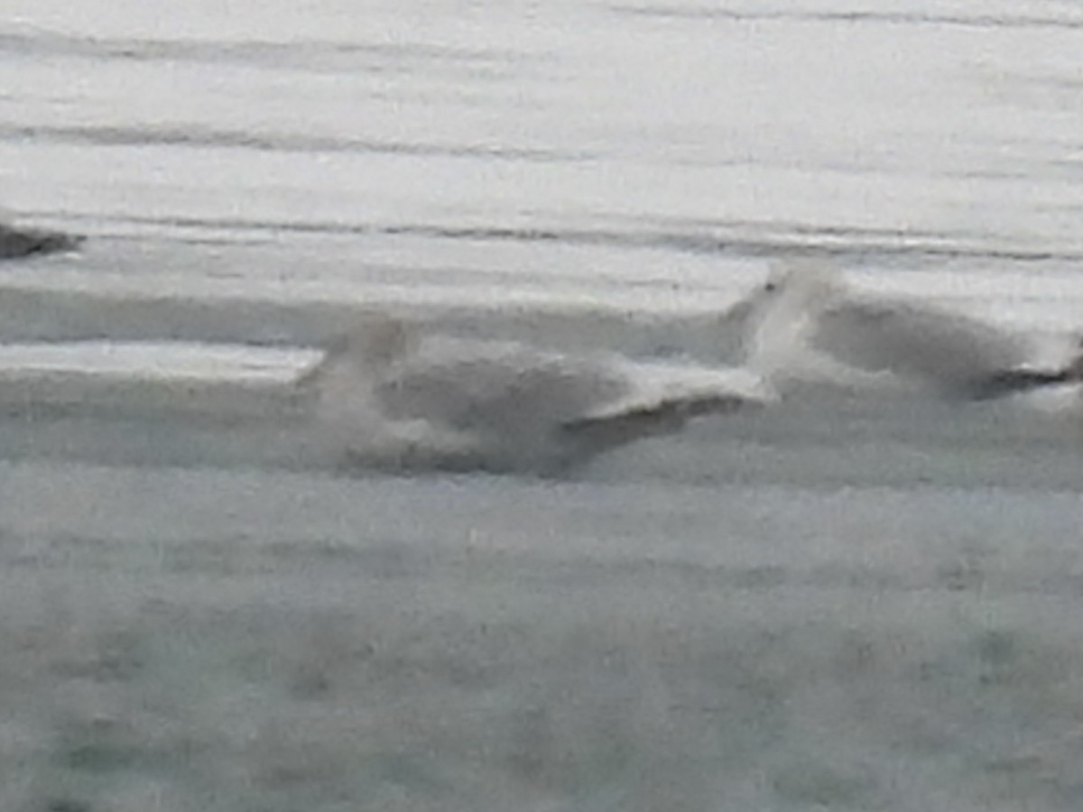 鷗亞科 - ML646518423