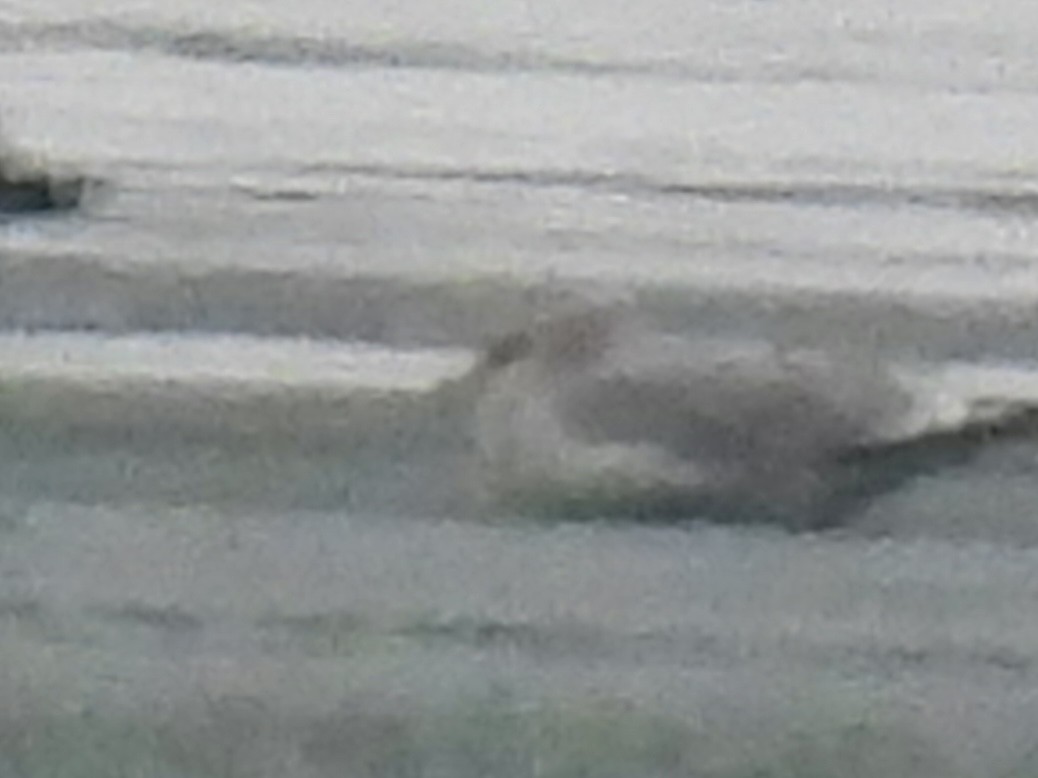 鷗亞科 - ML646518424