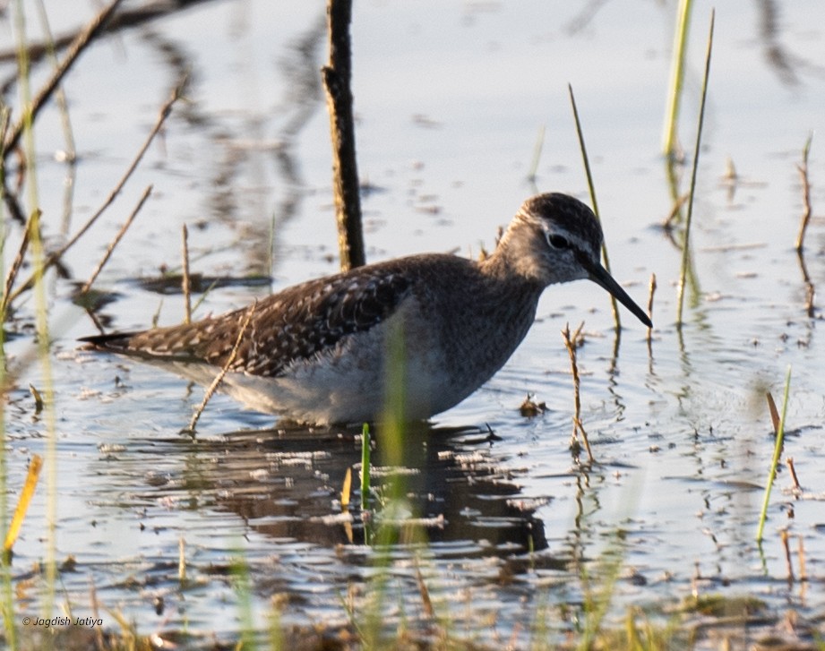 vodouš bahenní - ML646518428