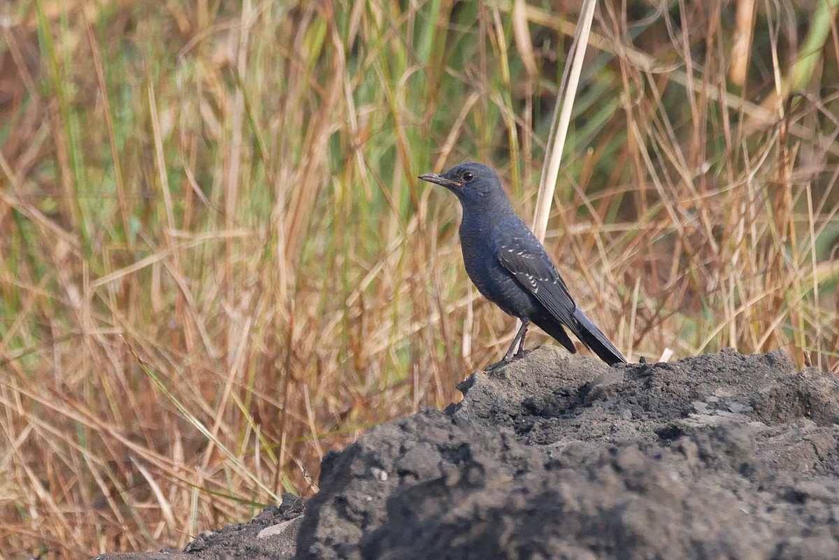 Roquero Solitario (pandoo) - ML646518429