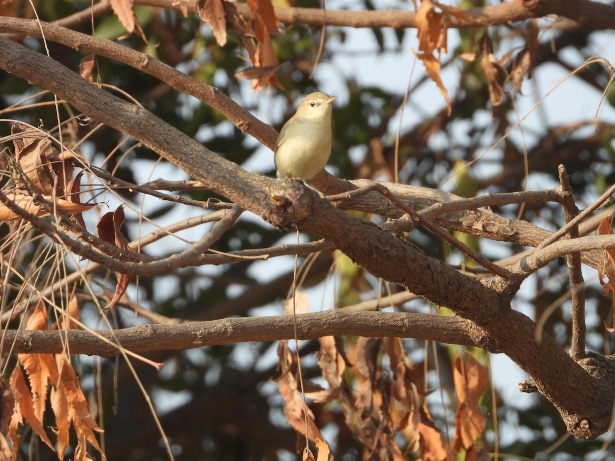 Zarcero de Sykes - ML646518445