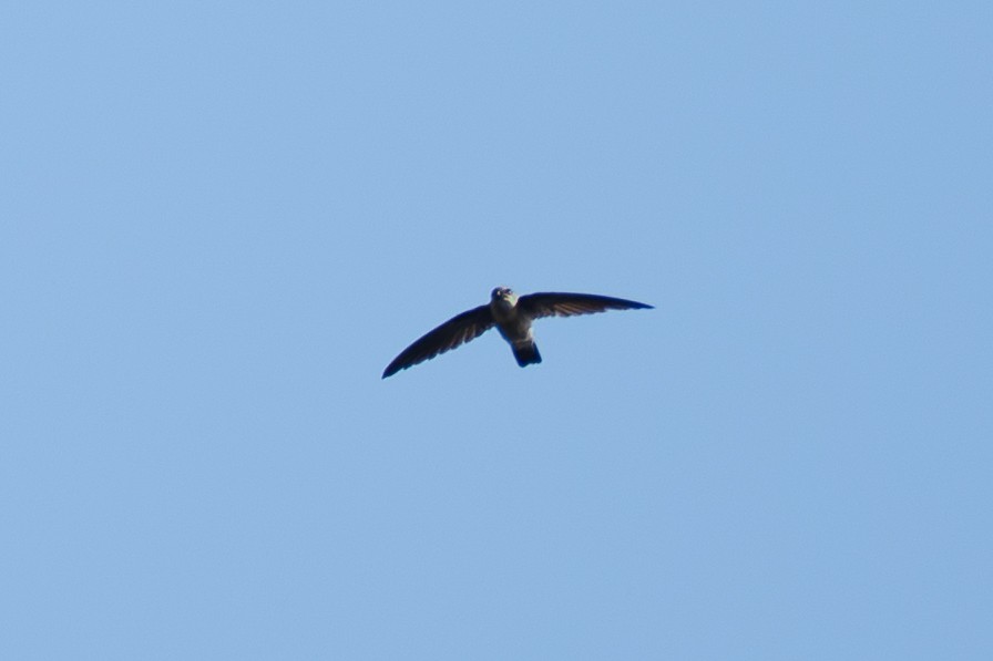 Martinet malais - ML646518446