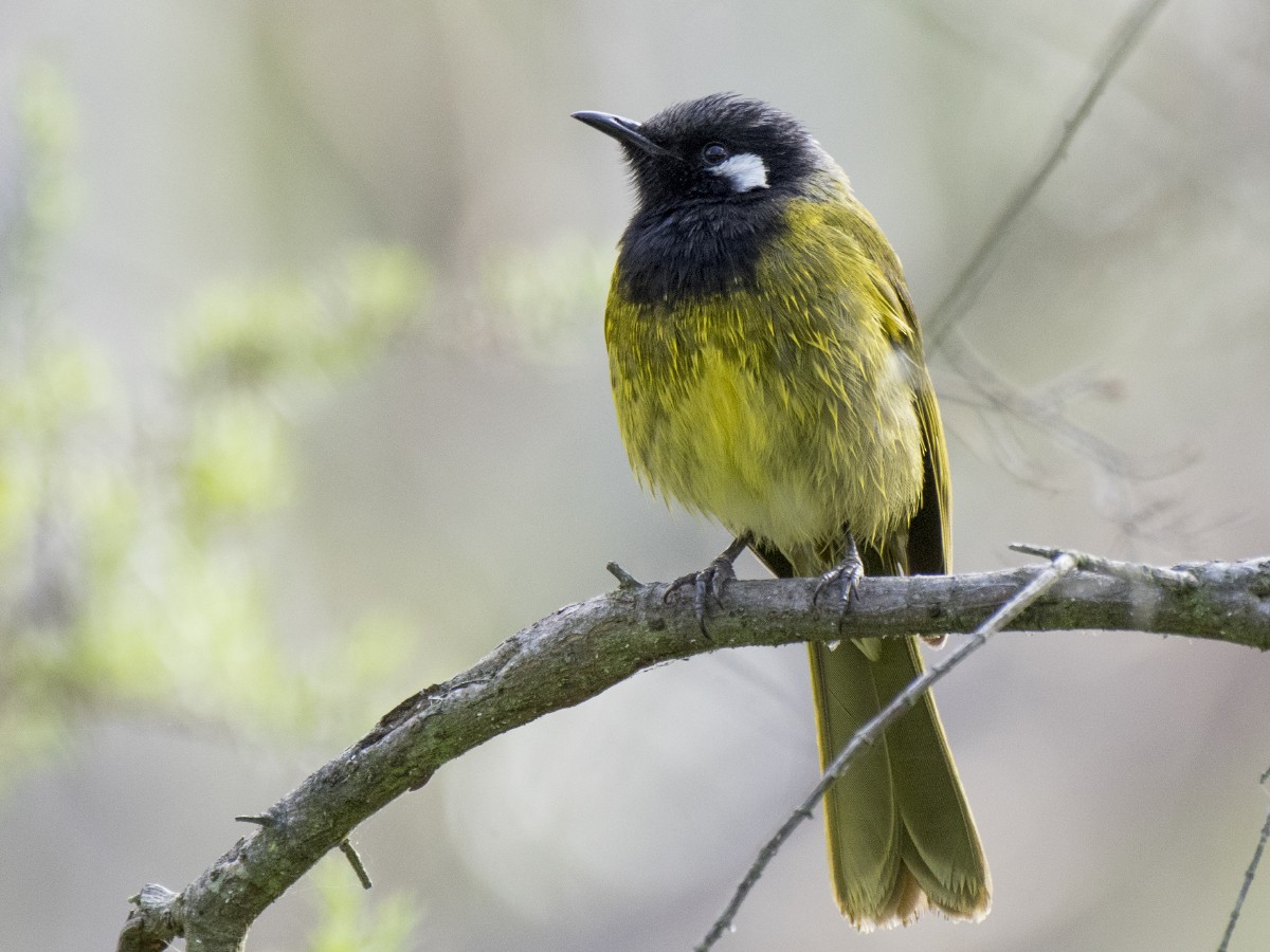 Белоухая медвянка - ML646518448