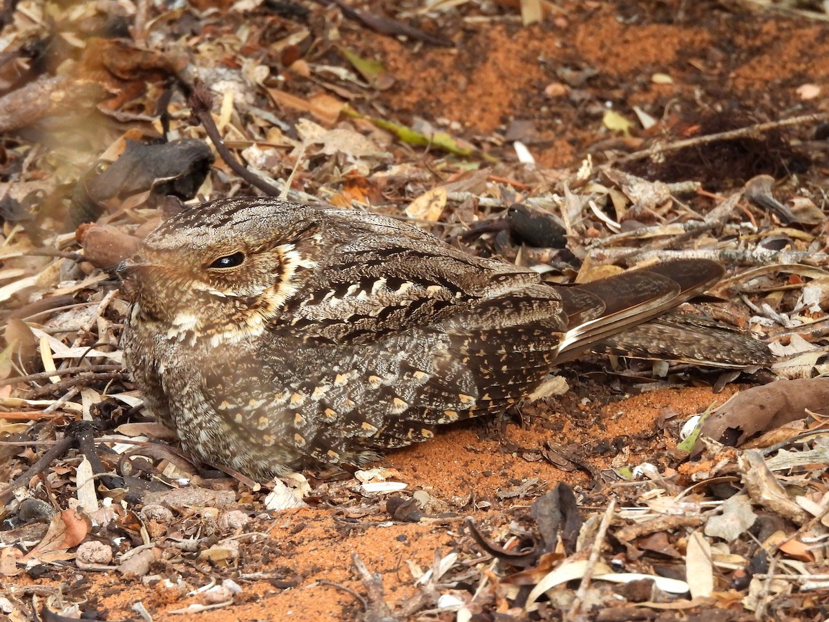Madagascar Nightjar - ML646518449