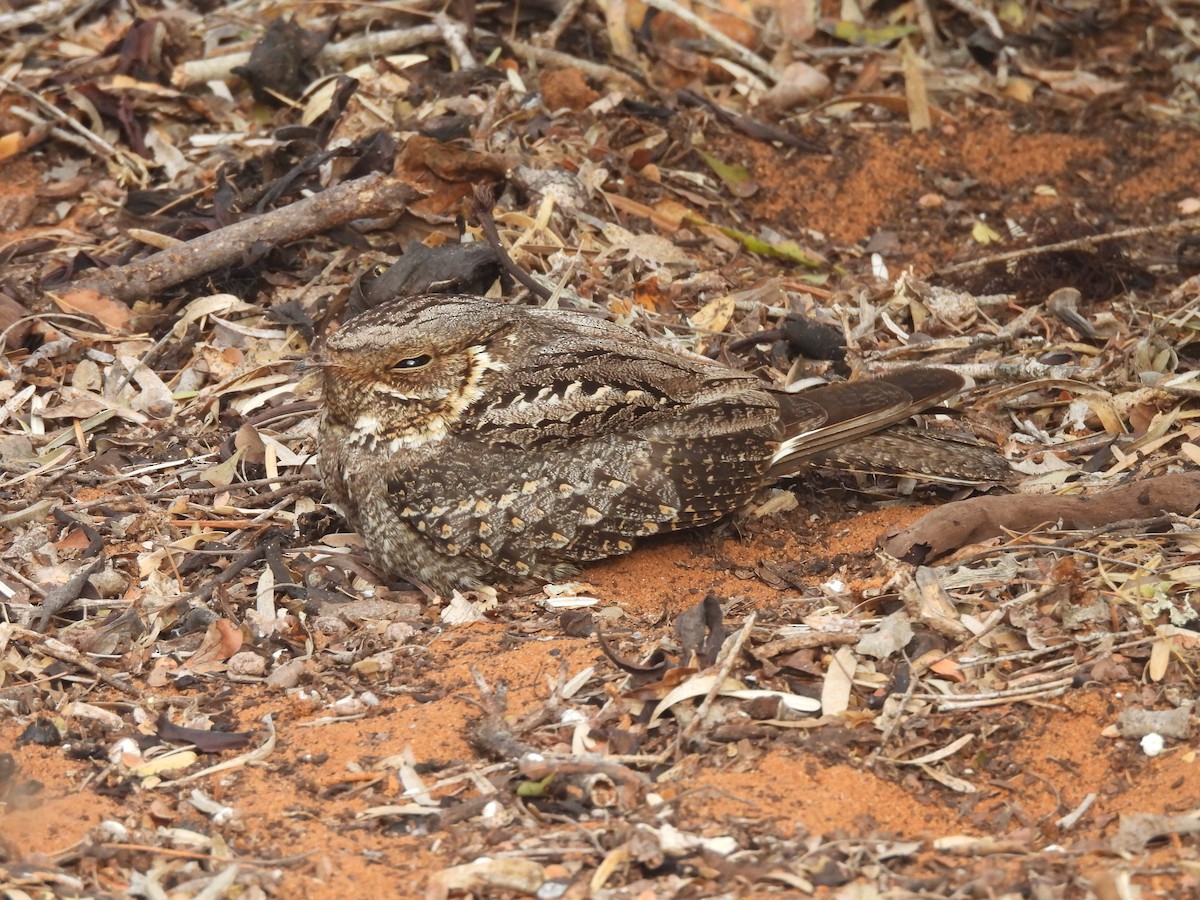 Madagascar Nightjar - ML646518454