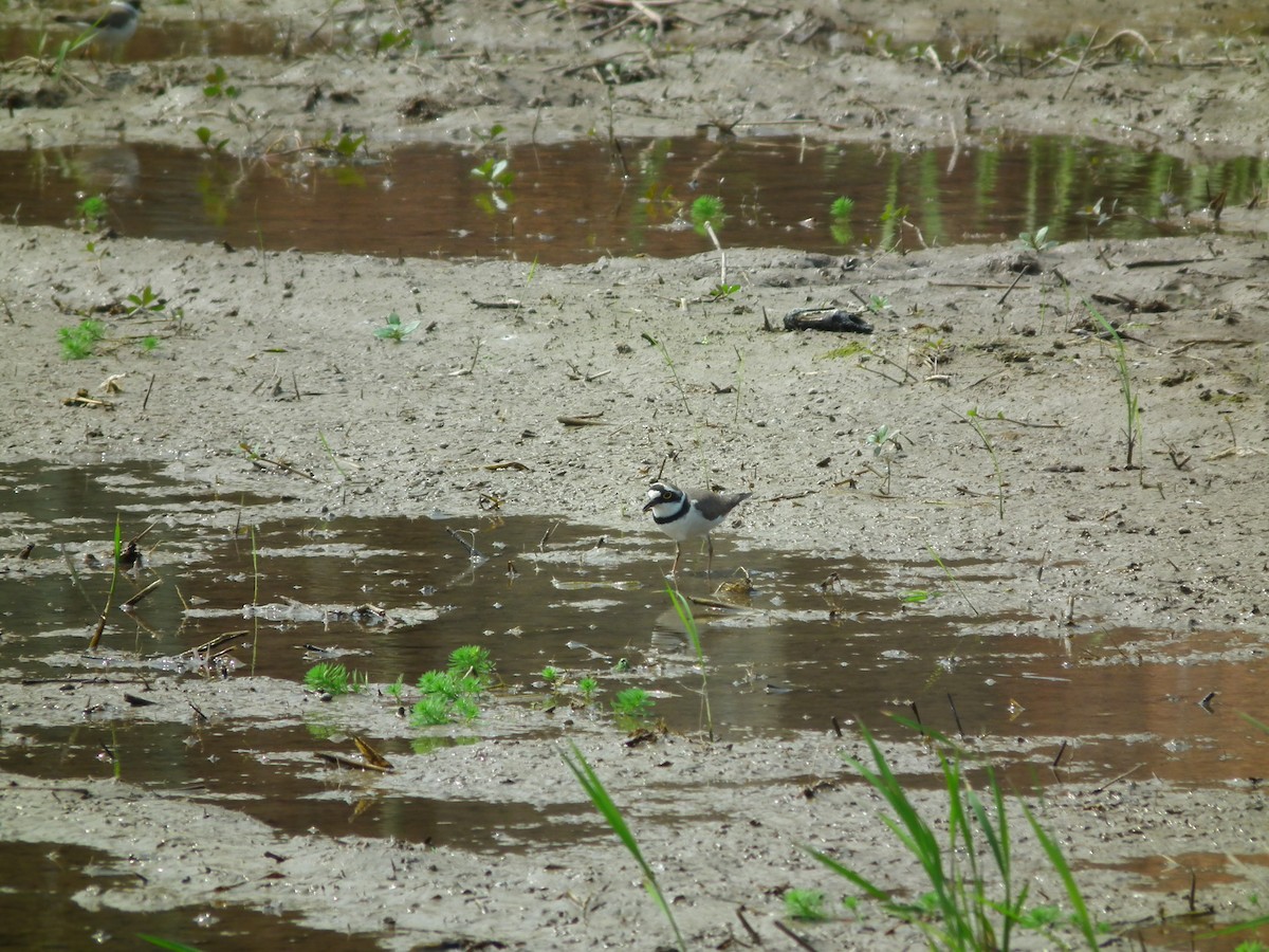 Little Ringed Plover - ML646518462