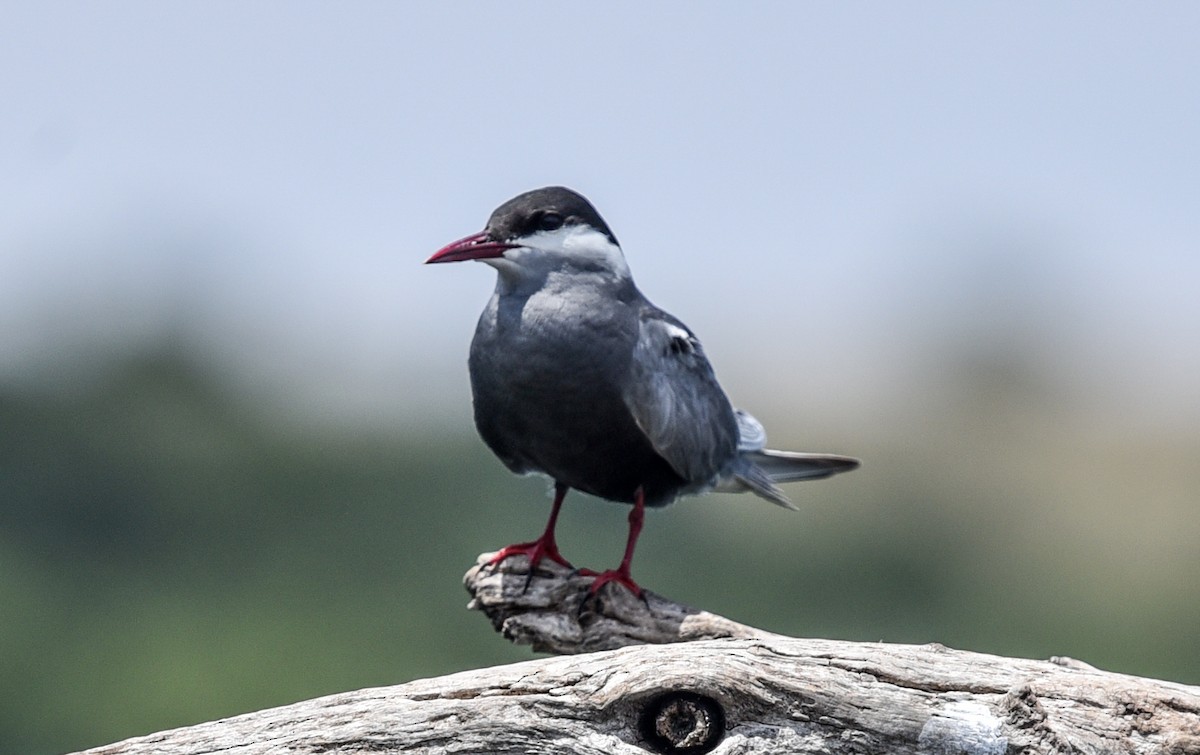 Whiskered Tern - ML646518474