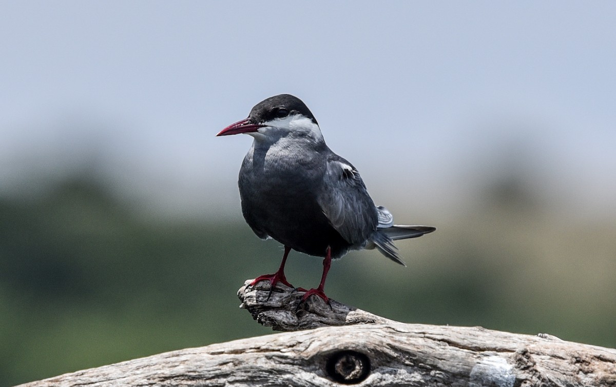 Whiskered Tern - ML646518475