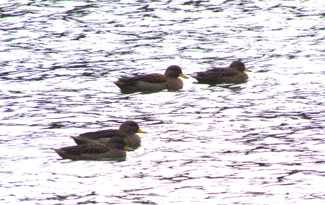 Yellow-billed Teal - ML646518483
