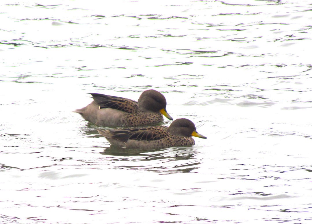 Yellow-billed Teal - ML646518484