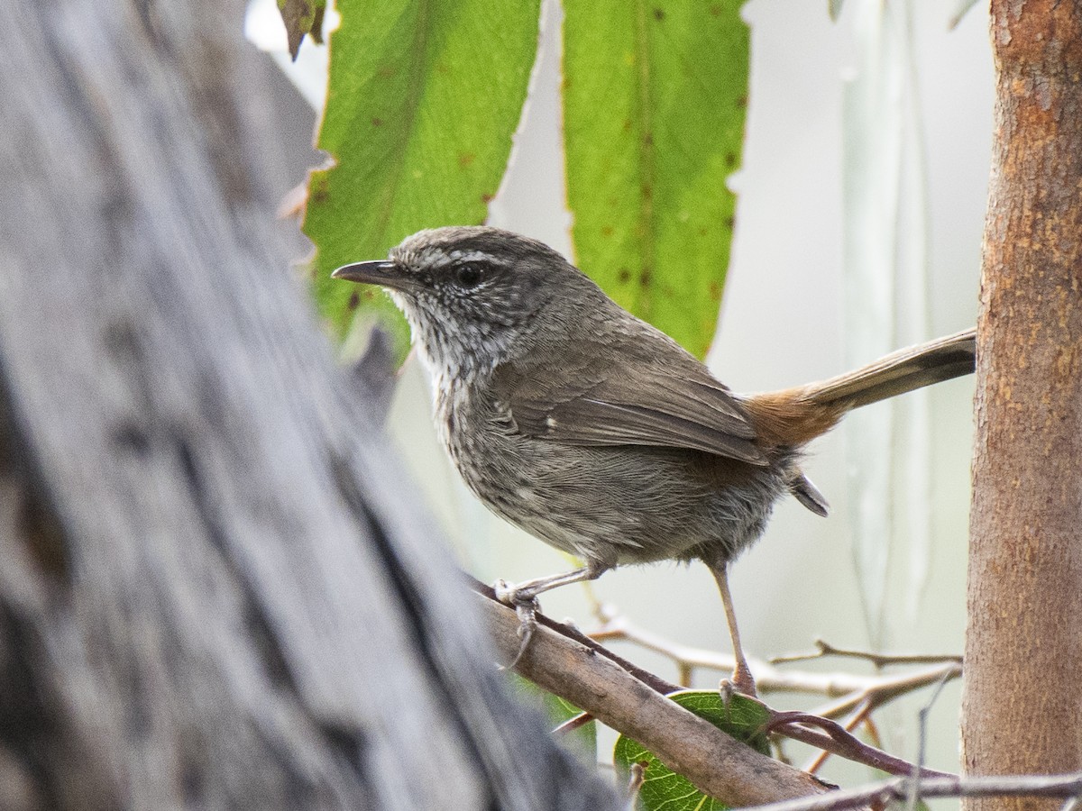 Лесной ложнокрапивник - ML646518487