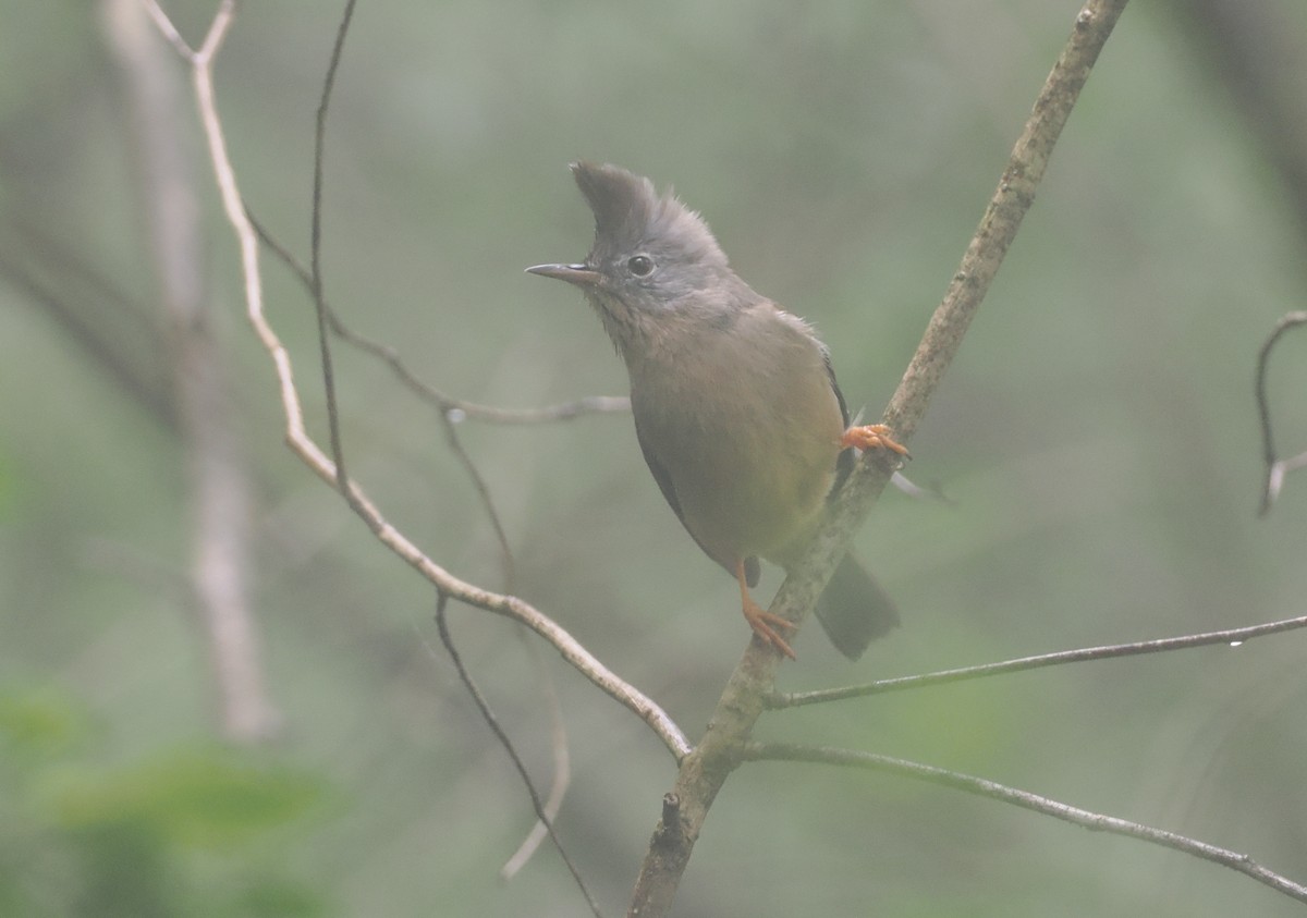 Stripe-throated Yuhina - ML646518489