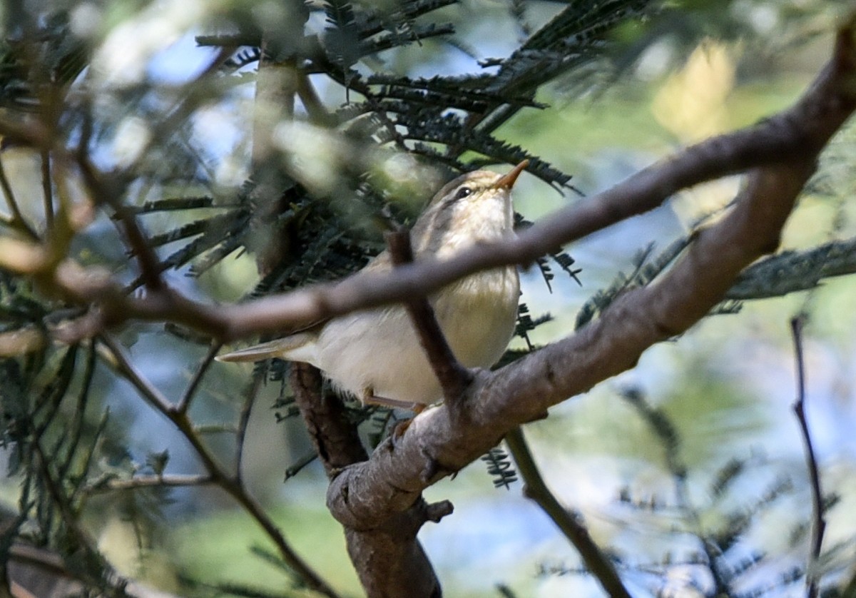 Willow Warbler - ML646518490