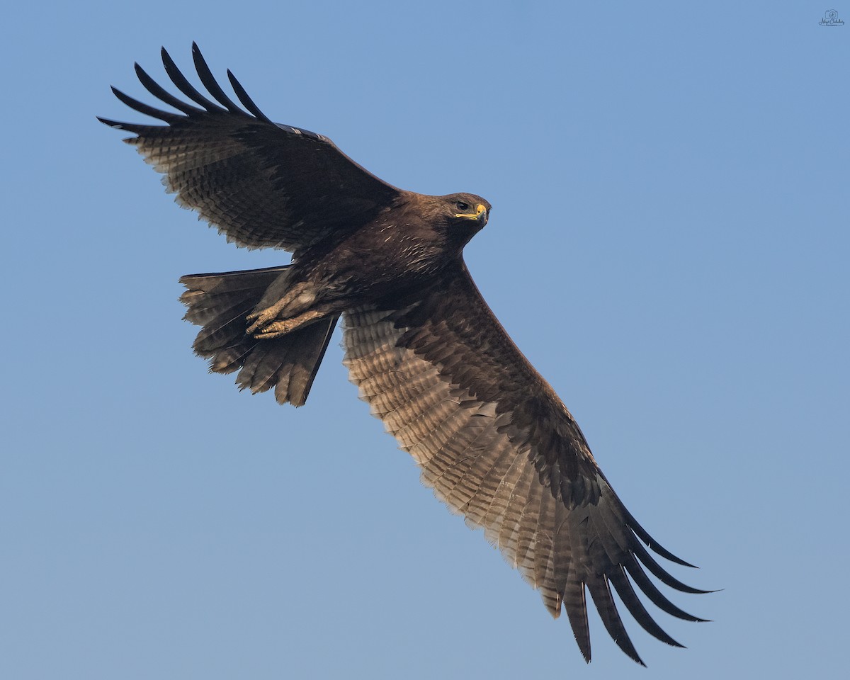 Indian Spotted Eagle - ML646518493