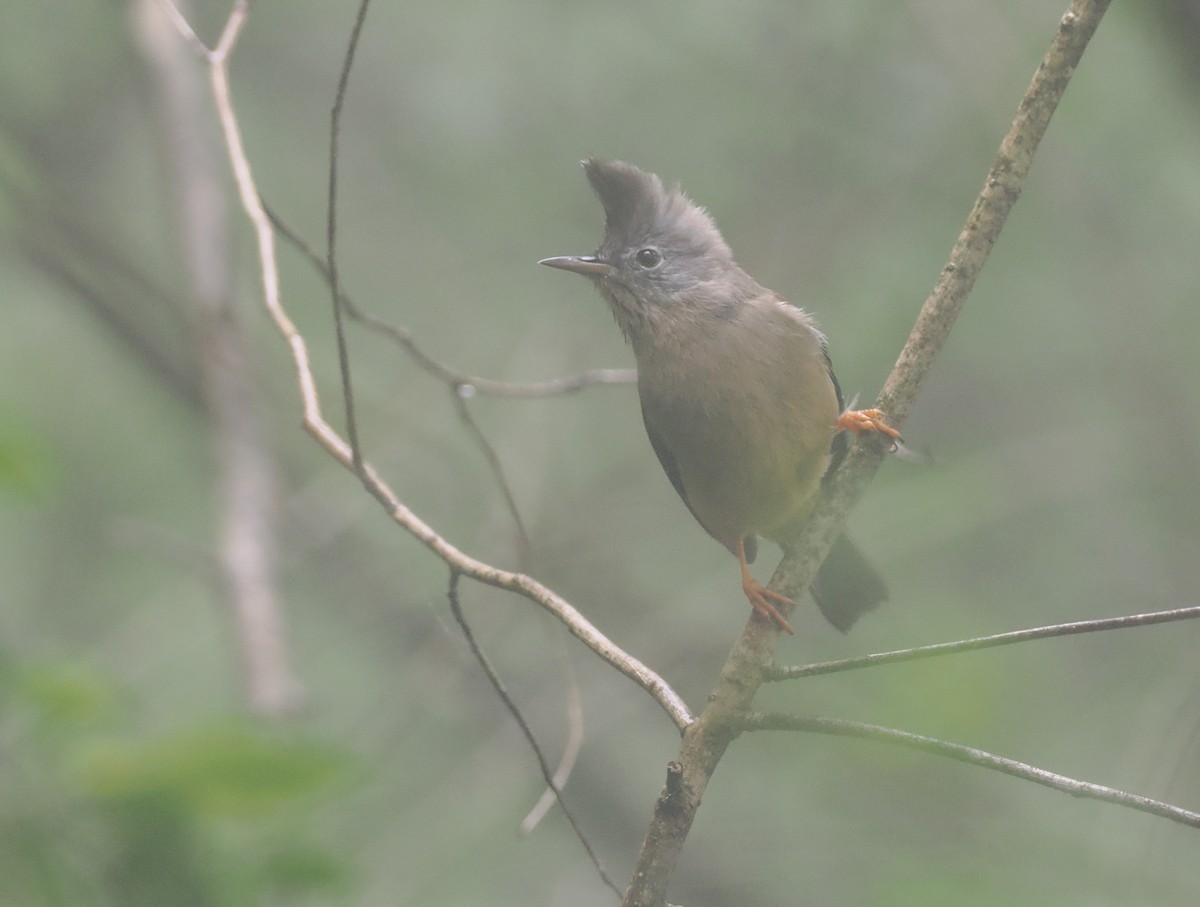 Stripe-throated Yuhina - ML646518495