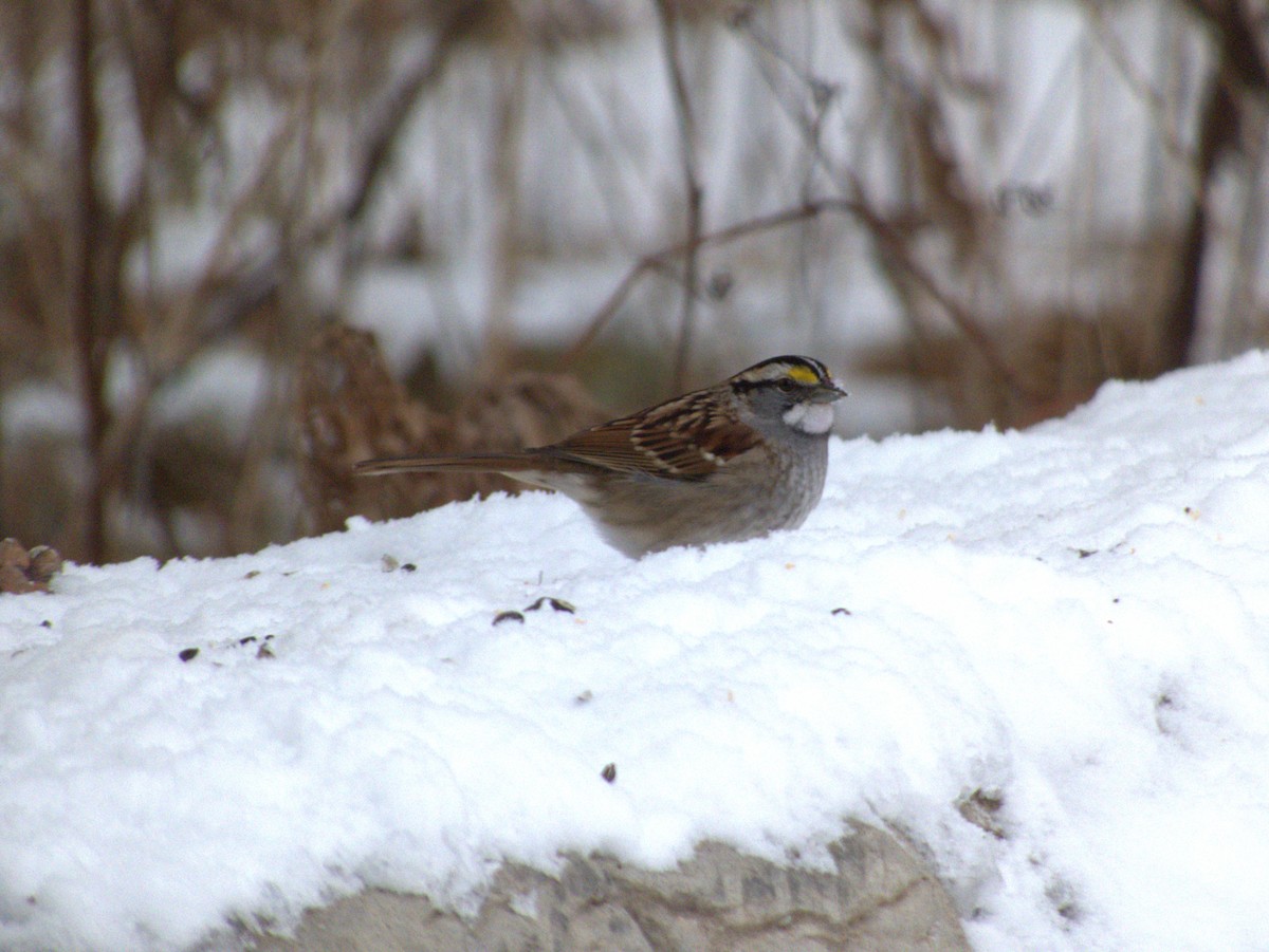 ノドジロシトド - ML646518507