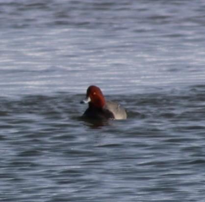 Redhead - ML646518508