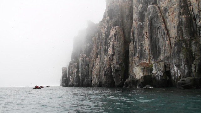 אורייה חייכנית - ML646518509