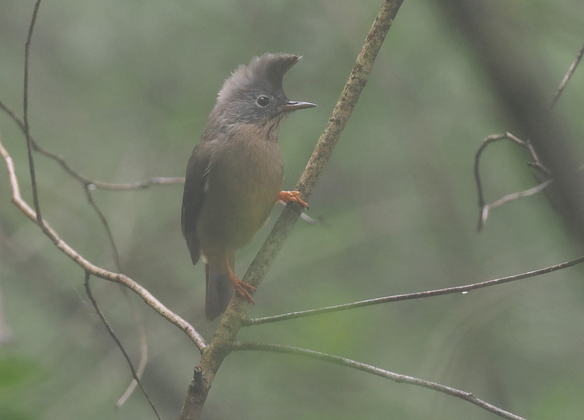 Stripe-throated Yuhina - ML646518511