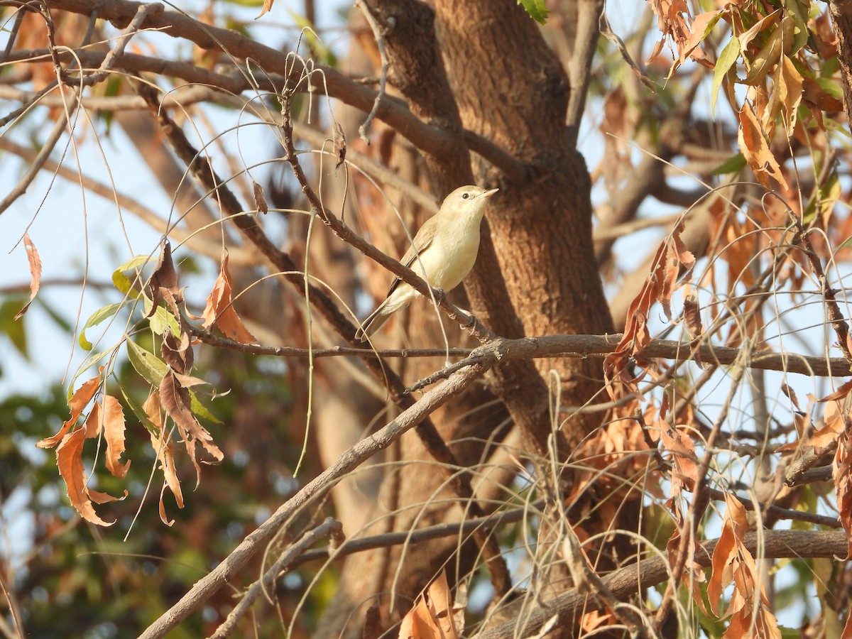 Carricero de Blyth - ML646518512