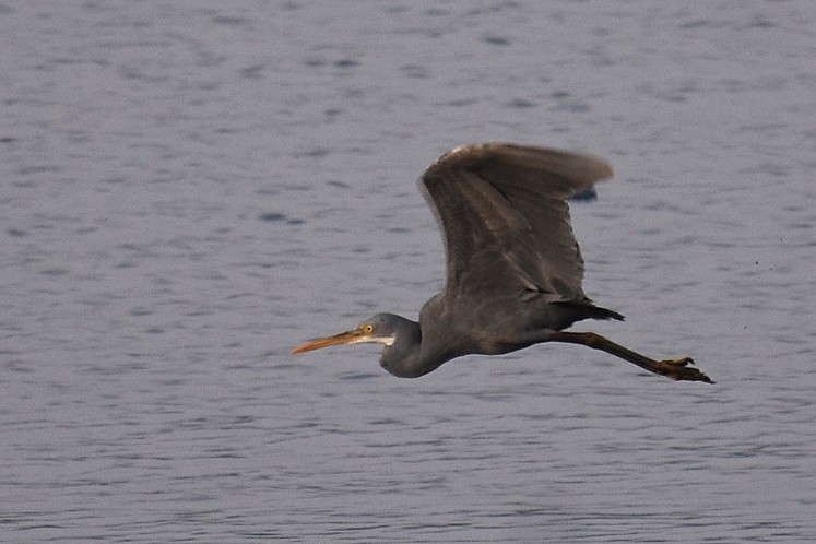 Western Reef-Heron - ML646518517
