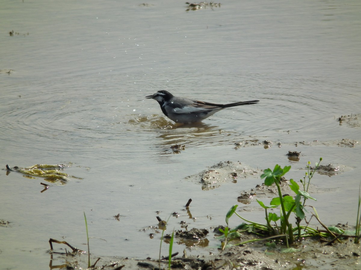 White Wagtail - ML646518518