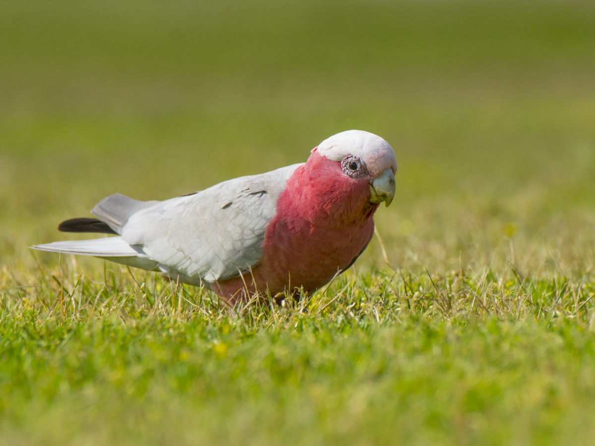 Розовый какаду - ML646518521