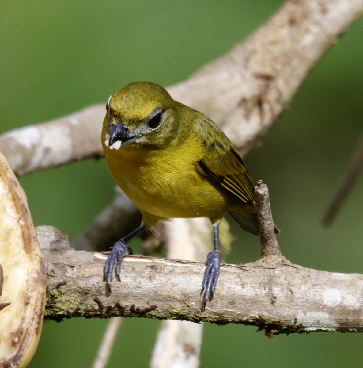 Orange-bellied Euphonia - ML646518524