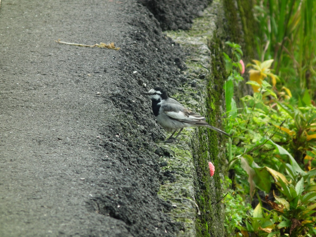 White Wagtail - ML646518527