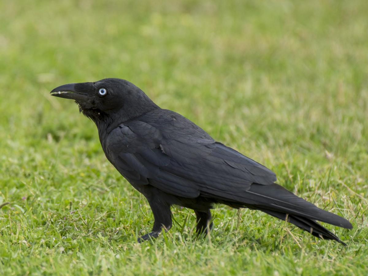 Тасманийский ворон - ML646518531