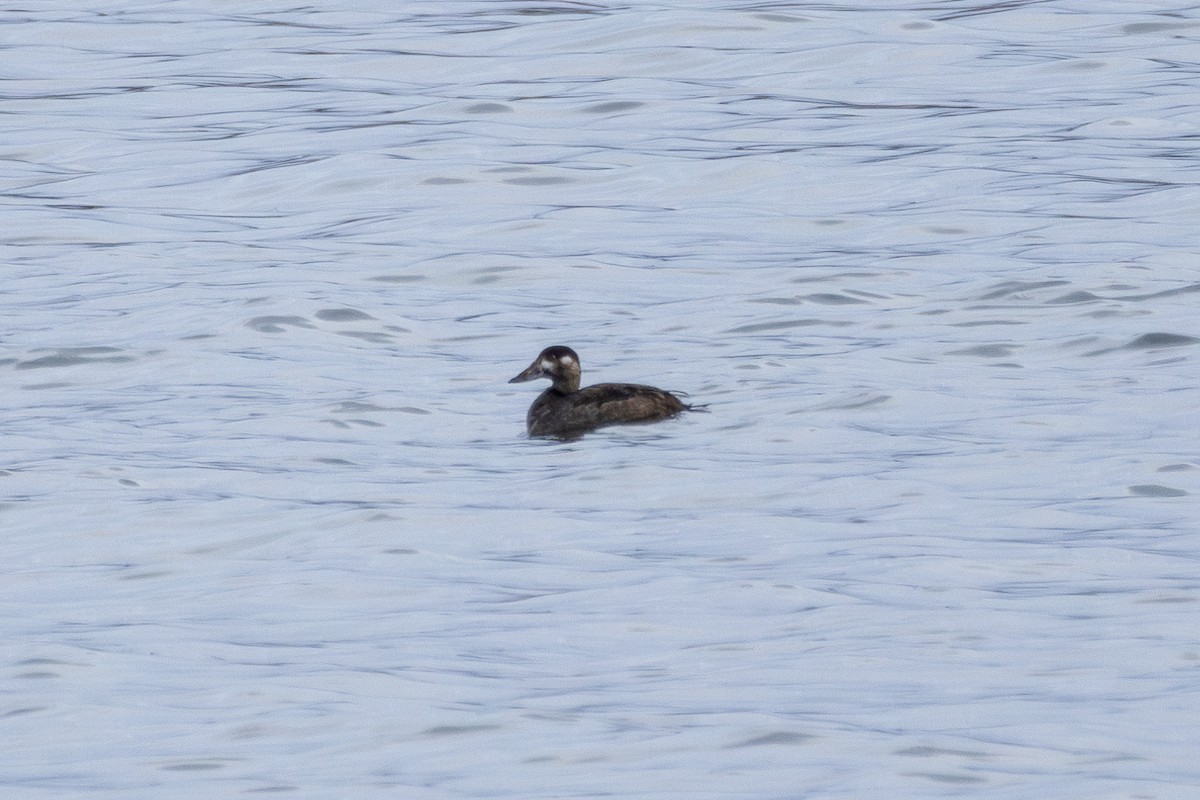 turpan pestrozobý - ML646518540