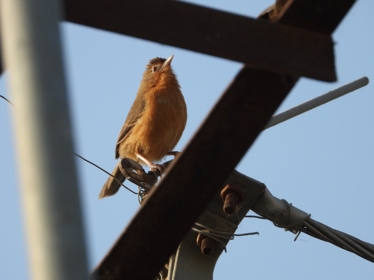 Timalí Ventrirrufo - ML646518546