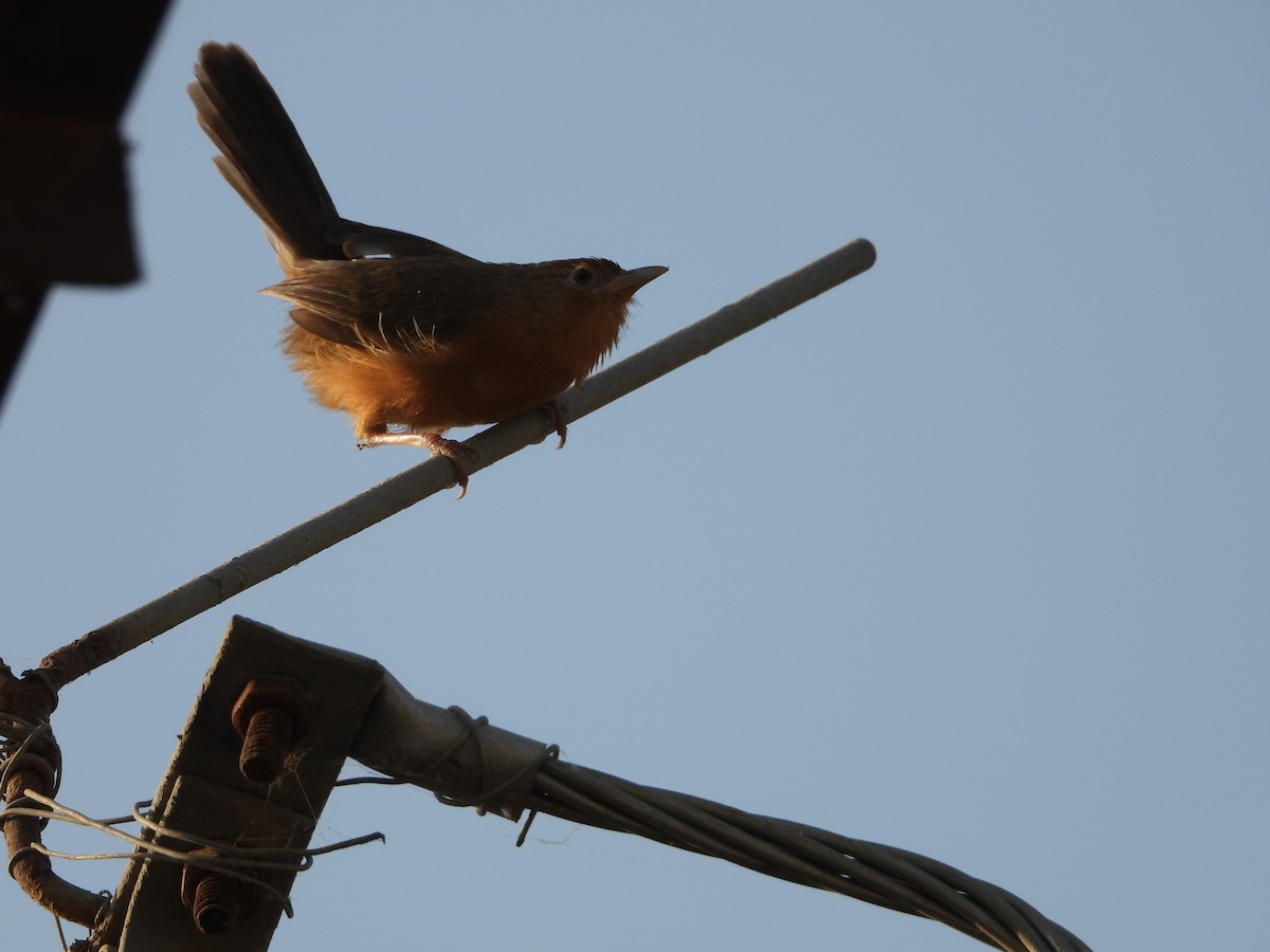 Timalí Ventrirrufo - ML646518547