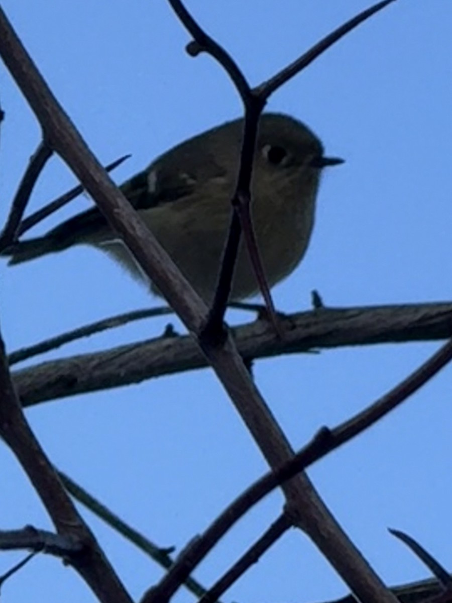 Ruby-crowned Kinglet - ML646518548