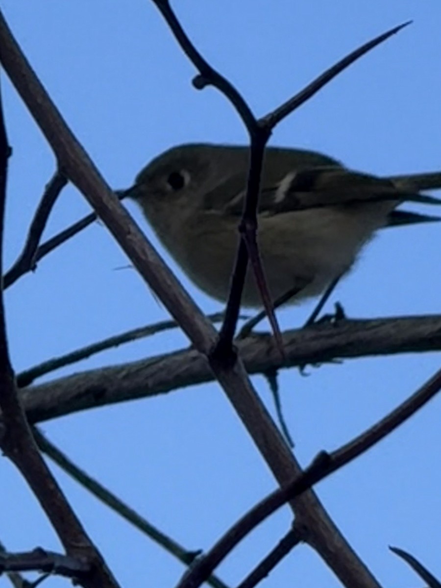 Ruby-crowned Kinglet - ML646518549