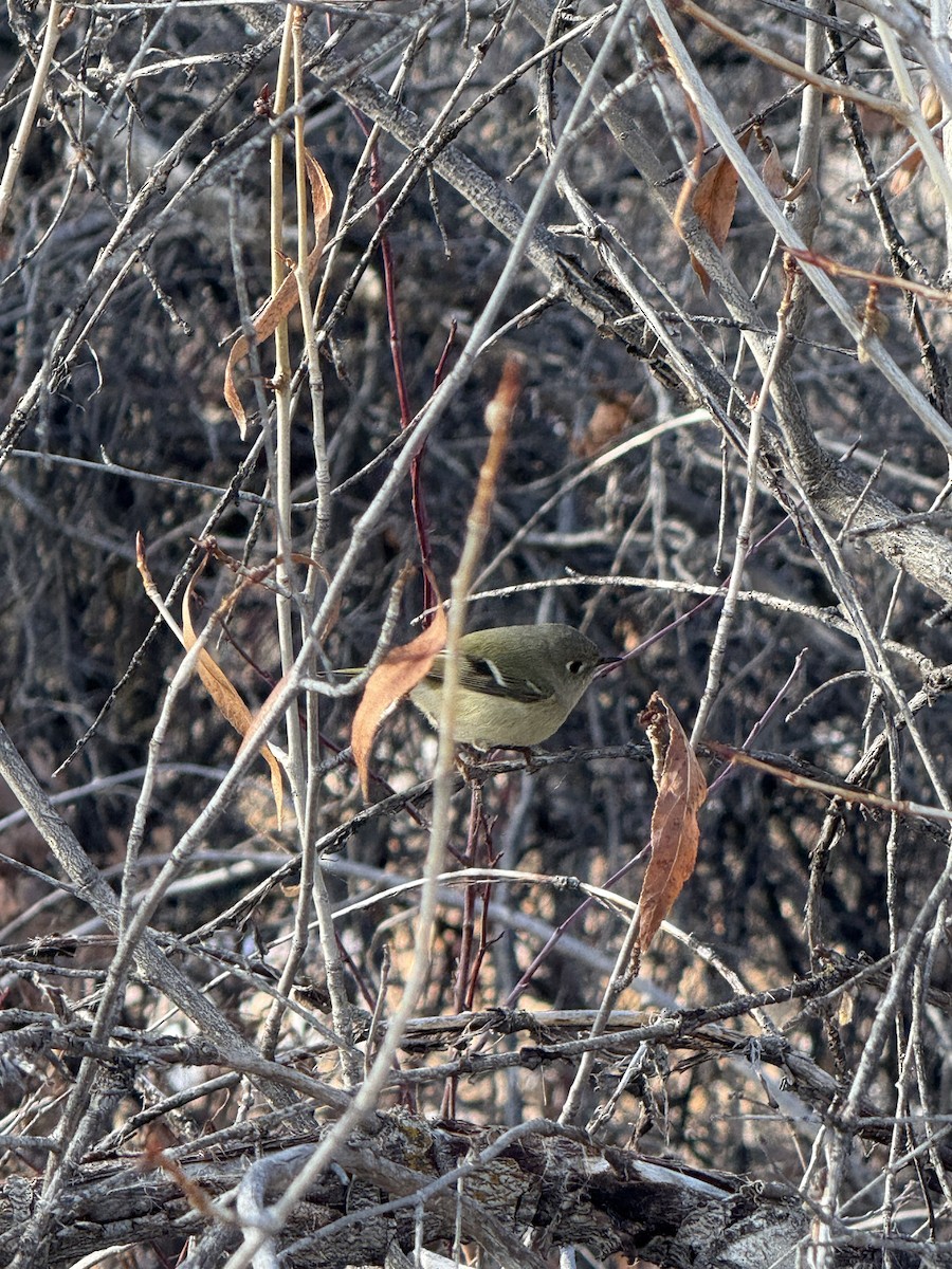 Ruby-crowned Kinglet - ML646518550