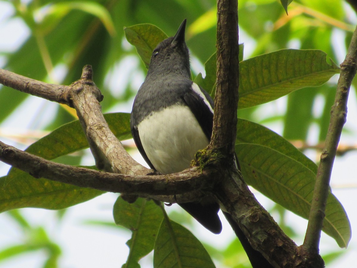 Filipin Alaca Bülbülü - ML646518551