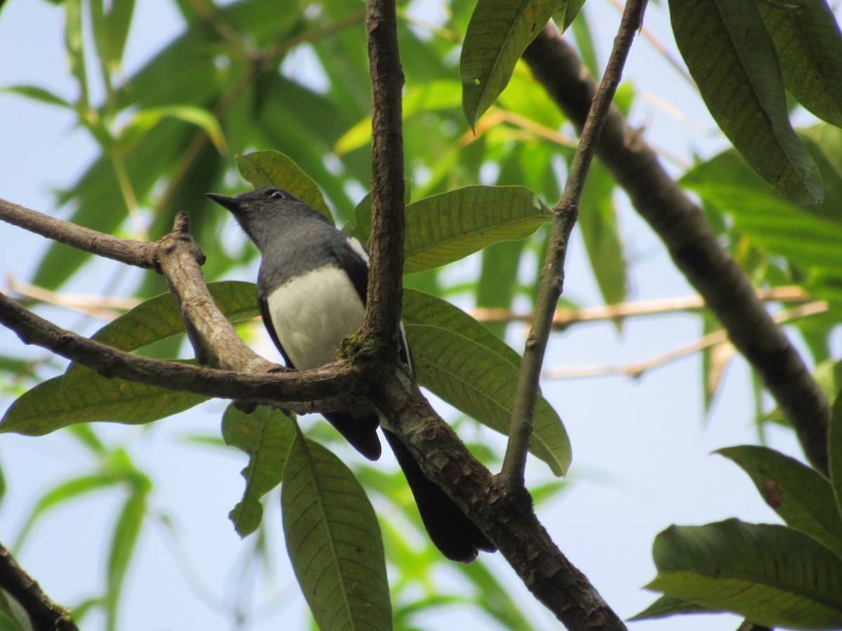 Filipin Alaca Bülbülü - ML646518552