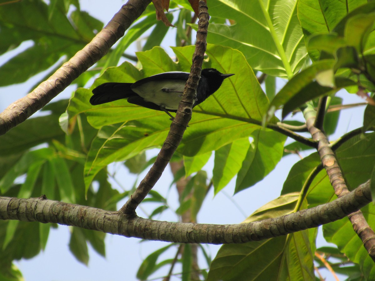 Filipin Alaca Bülbülü - ML646518553