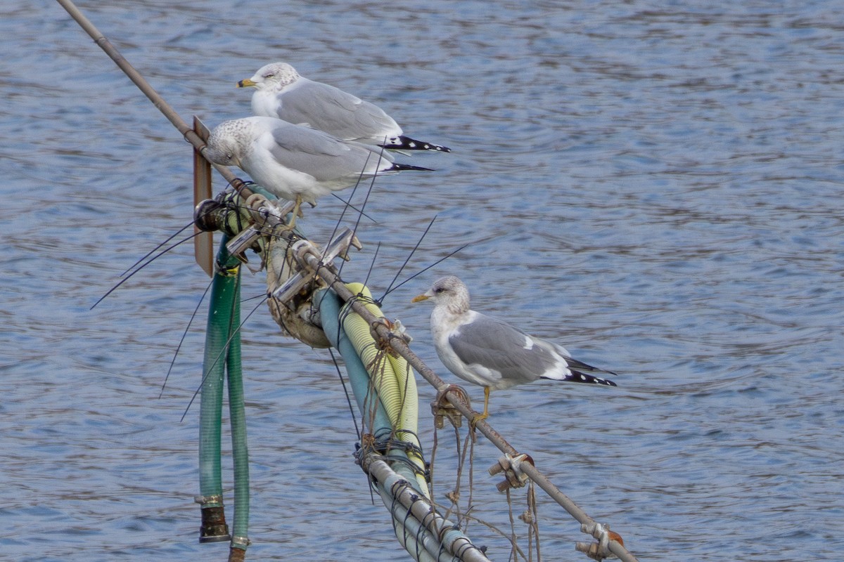 racek aljašský - ML646518555