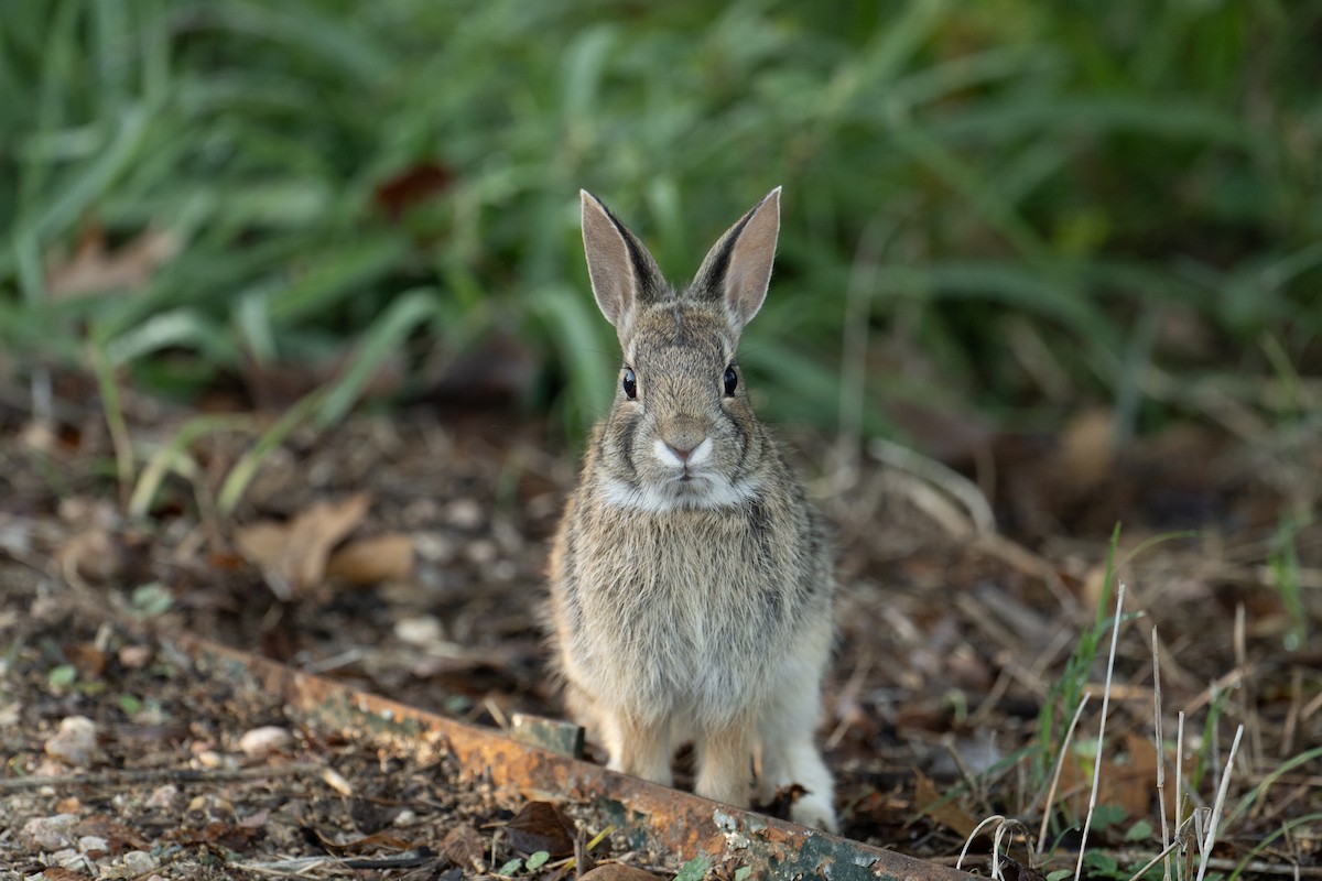 Eastern Cottontail - ML646518560