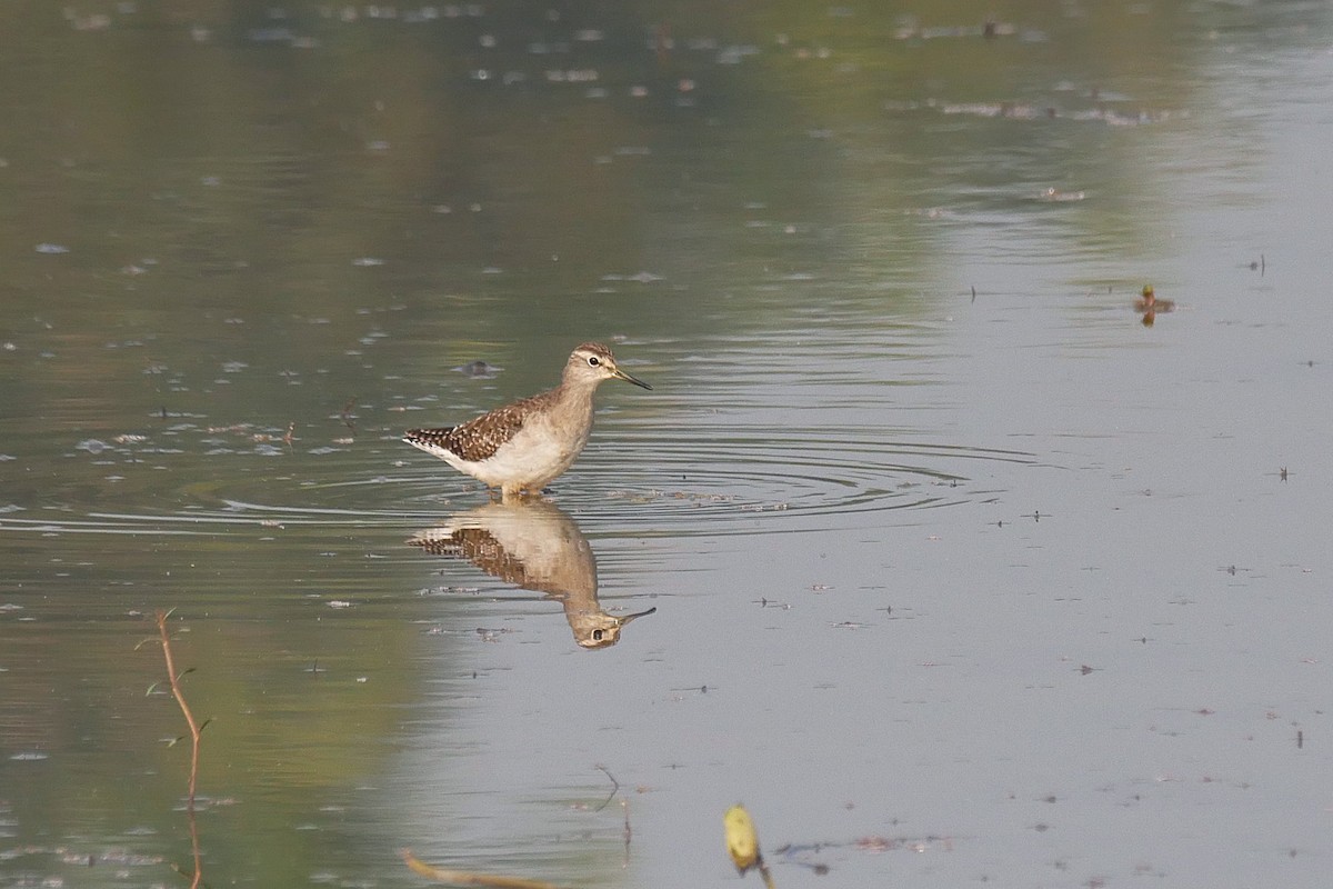 vodouš bahenní - ML646518561