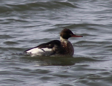 Tarakdiş - ML646518562