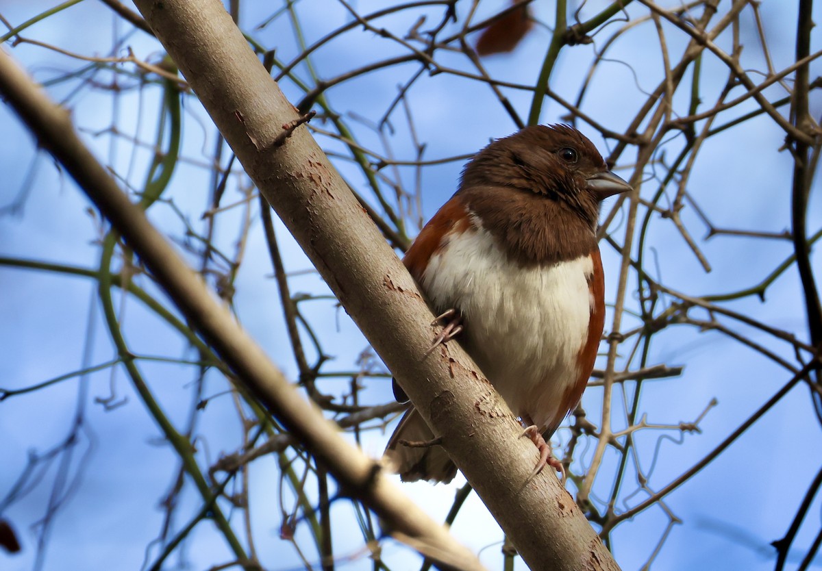 טואי אדום-עין - ML646518564