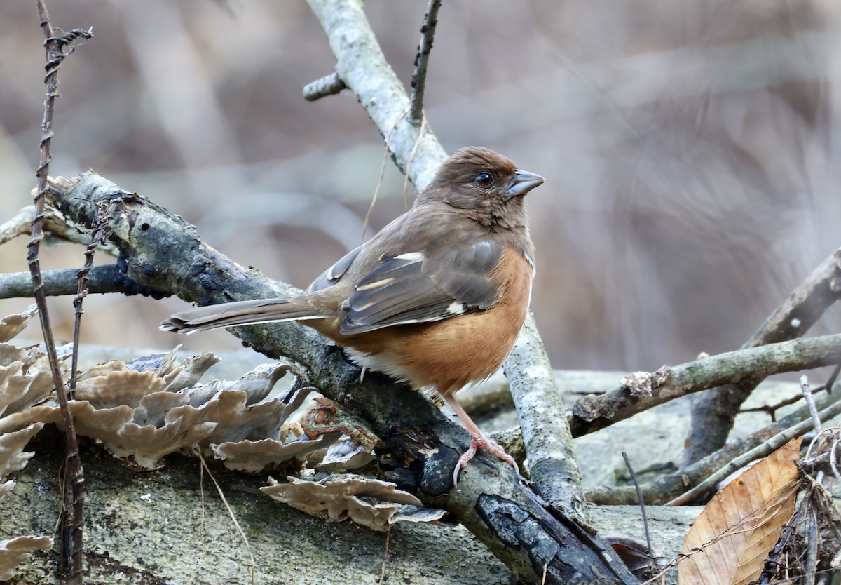 טואי אדום-עין - ML646518566