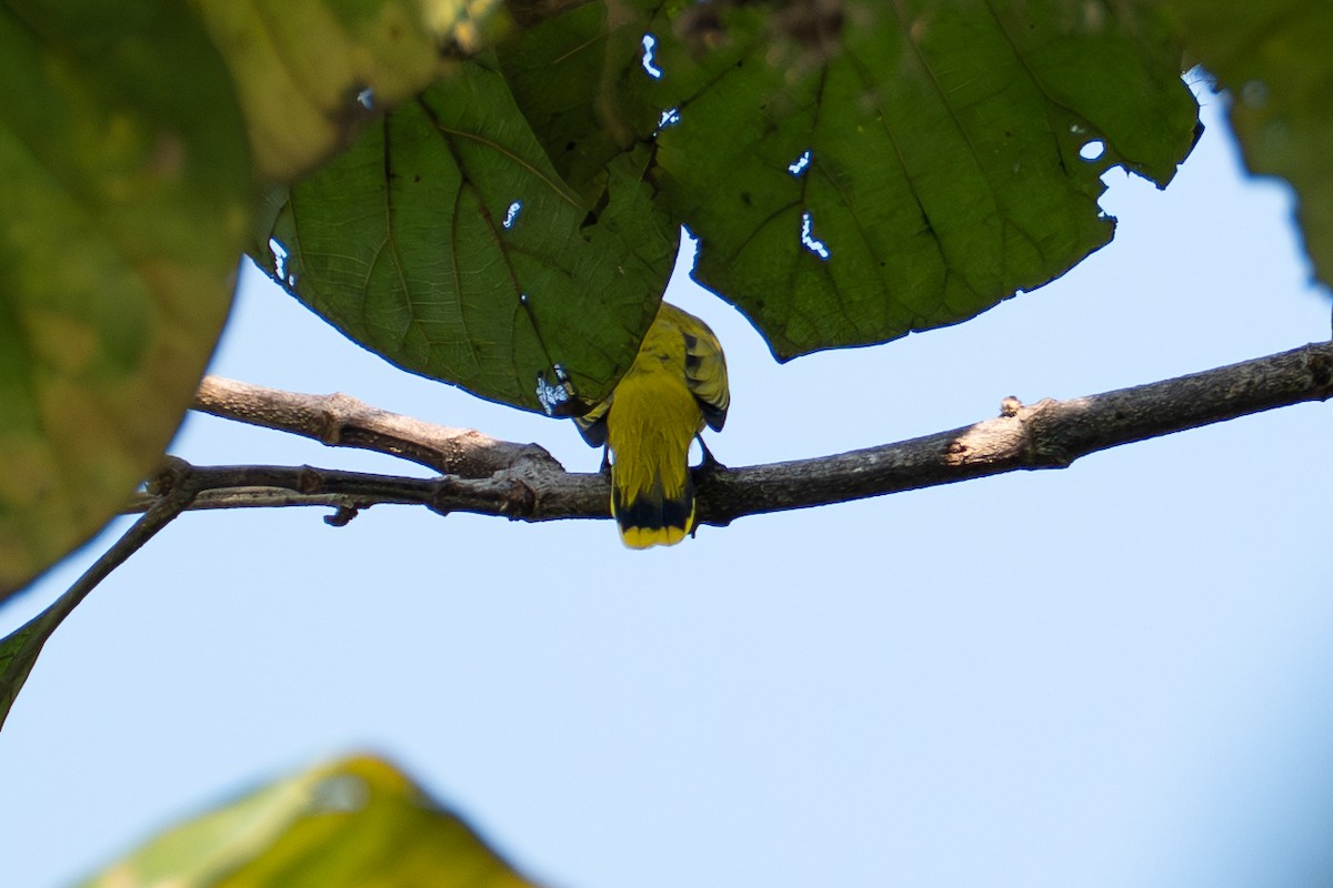 Black-headed Bulbul - ML646518567