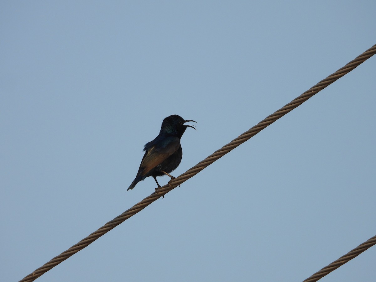 Suimanga Asiático - ML646518568