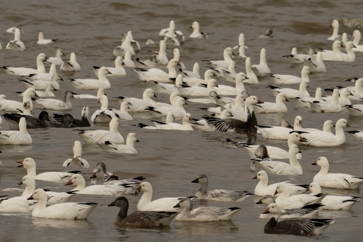 Snow Goose - ML646518569