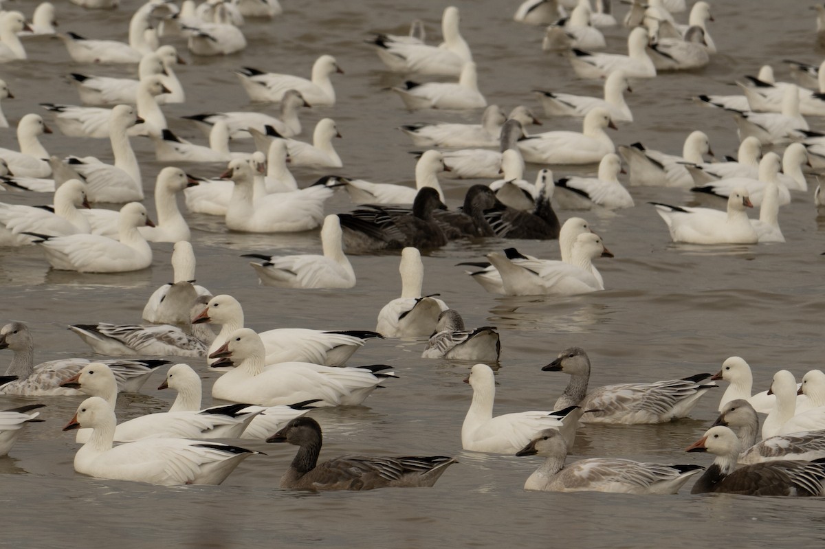 Snow Goose - ML646518570