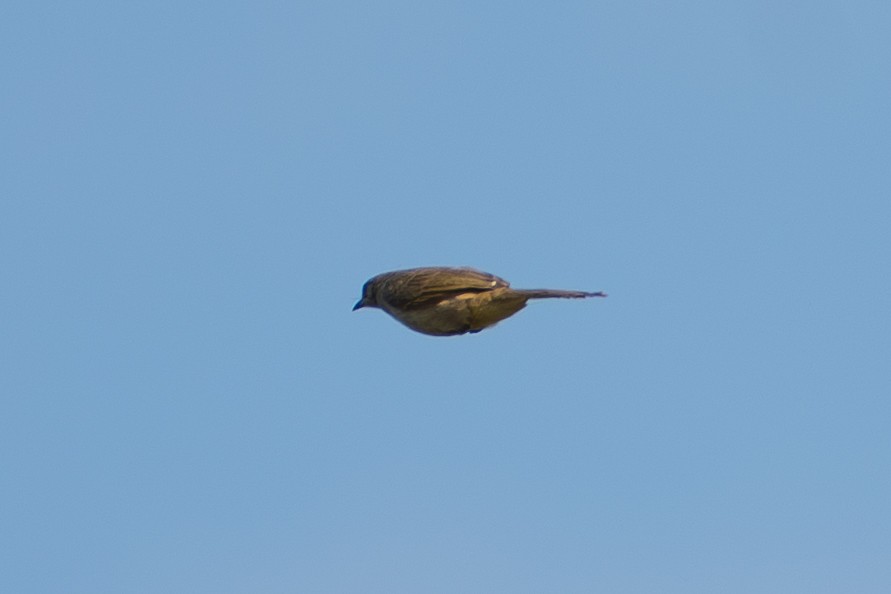 Streak-eared Bulbul - ML646518572